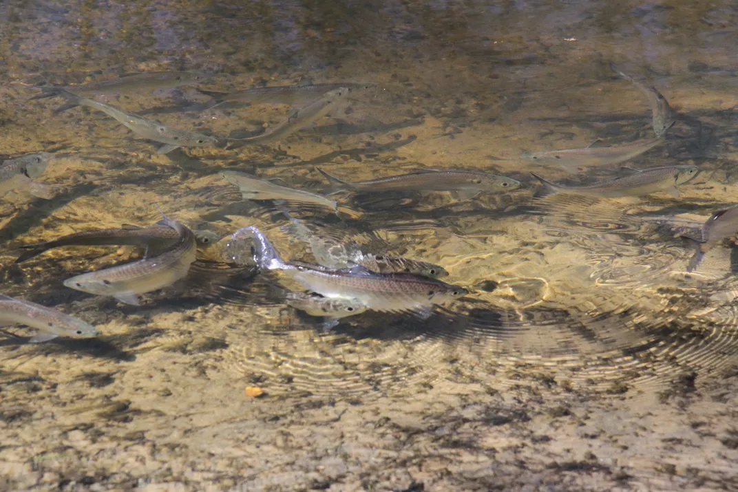 River Herring (Alewife) in Choptank 2_Credit Smithsonian Environmental Research Center