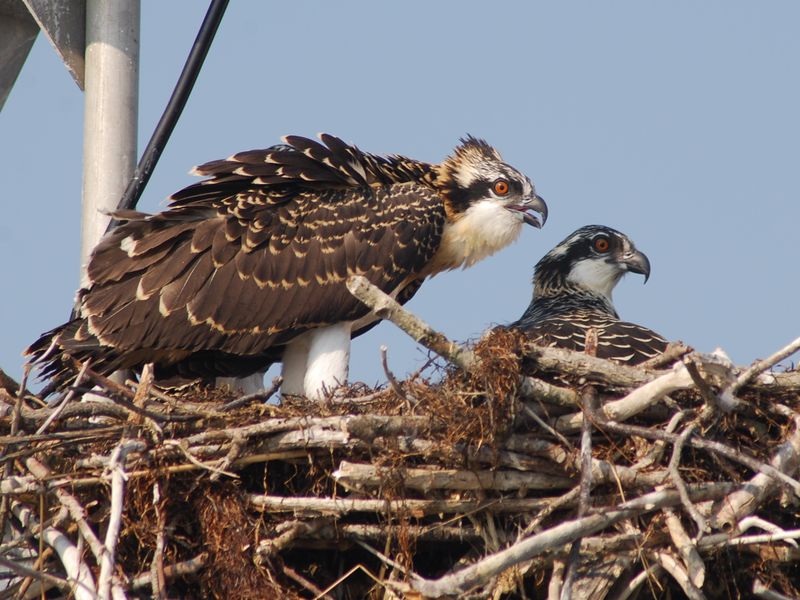 Young Osprey. | Smithsonian Photo Contest | Smithsonian Magazine