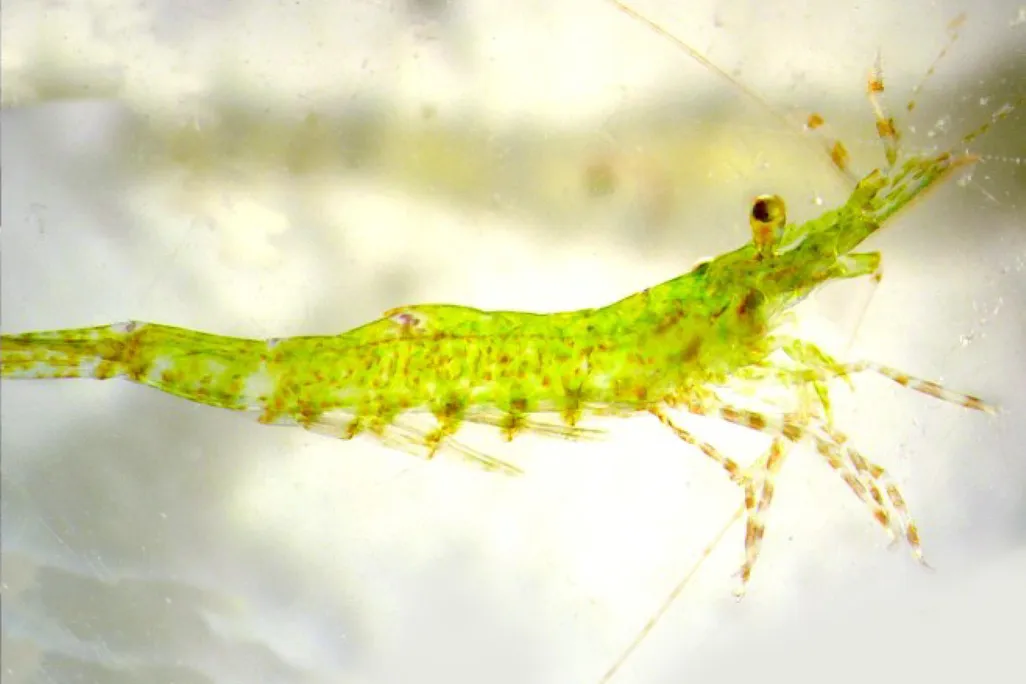 Hippolyte_inermis_Valerio_Zupo_al.jpg