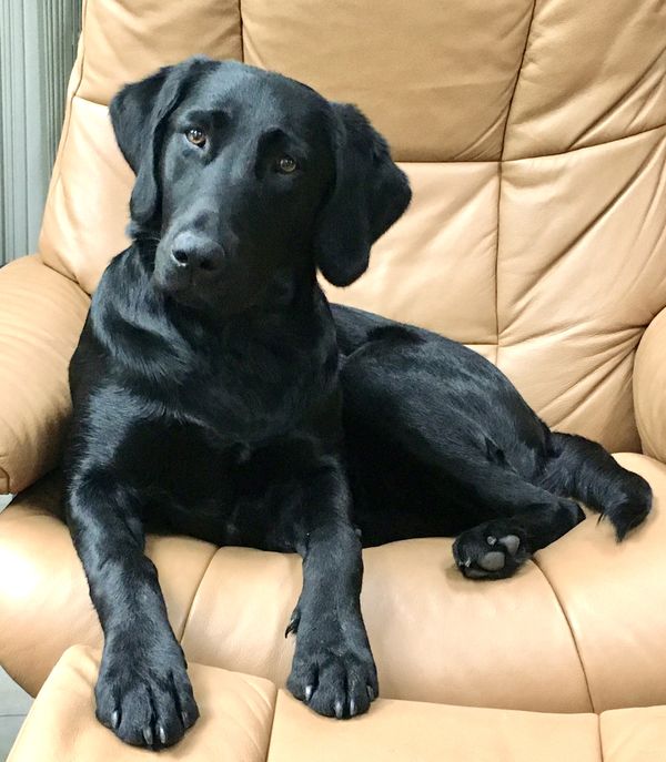 Good dog sitting in the chair thumbnail