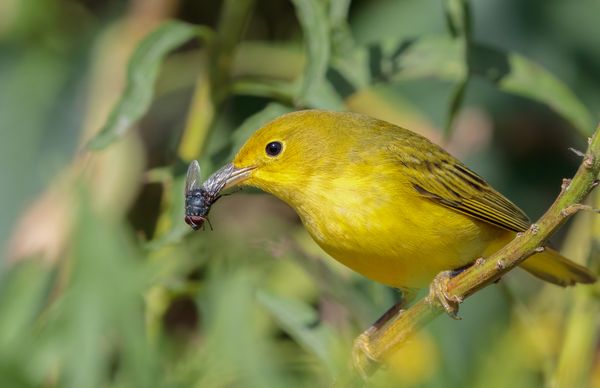 Yellow Warbler and Fly thumbnail