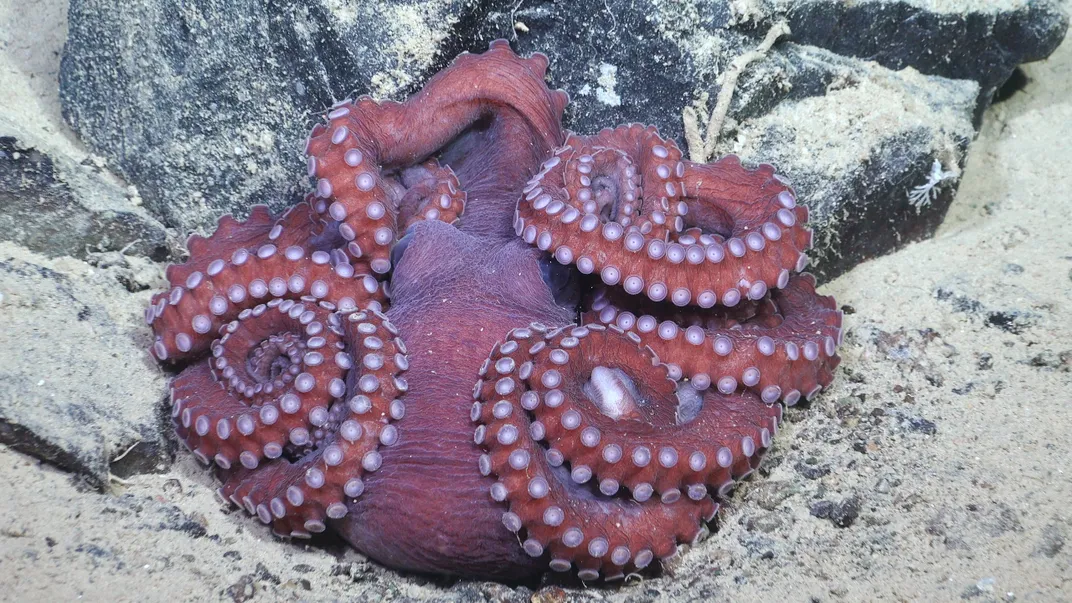 Reddish octopus