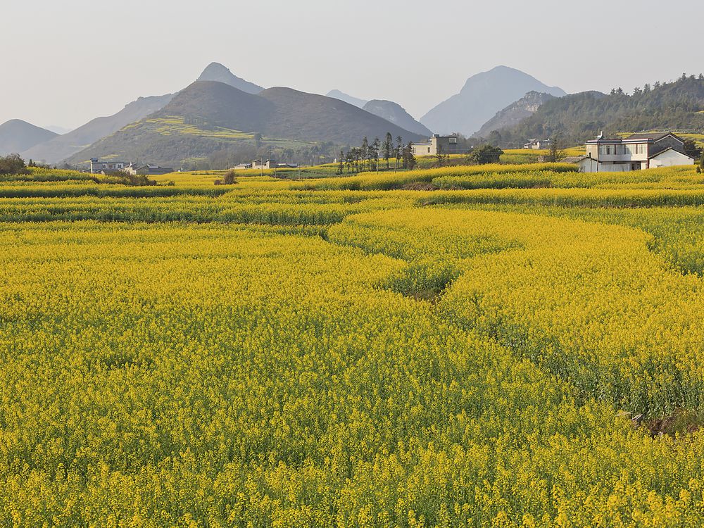 Flower Field China