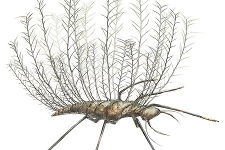 A reconstruction of naked chrysopoid larva with "dorsal basket."