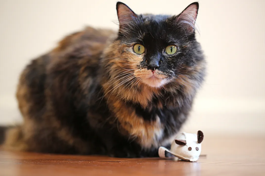 a tortoiseshell cat sits in front of a toy mouse