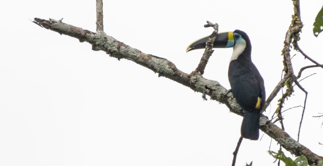 A white-throated toucan perches high in a tree in the rainforest