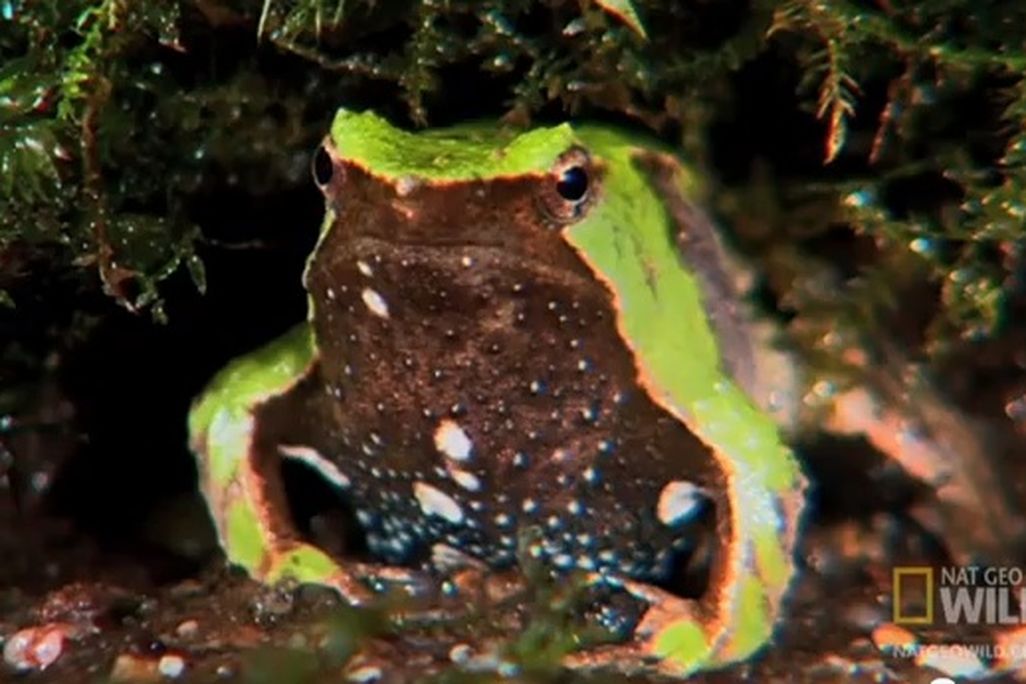 20120705083006darwinian-frog_nat-geo.jpg