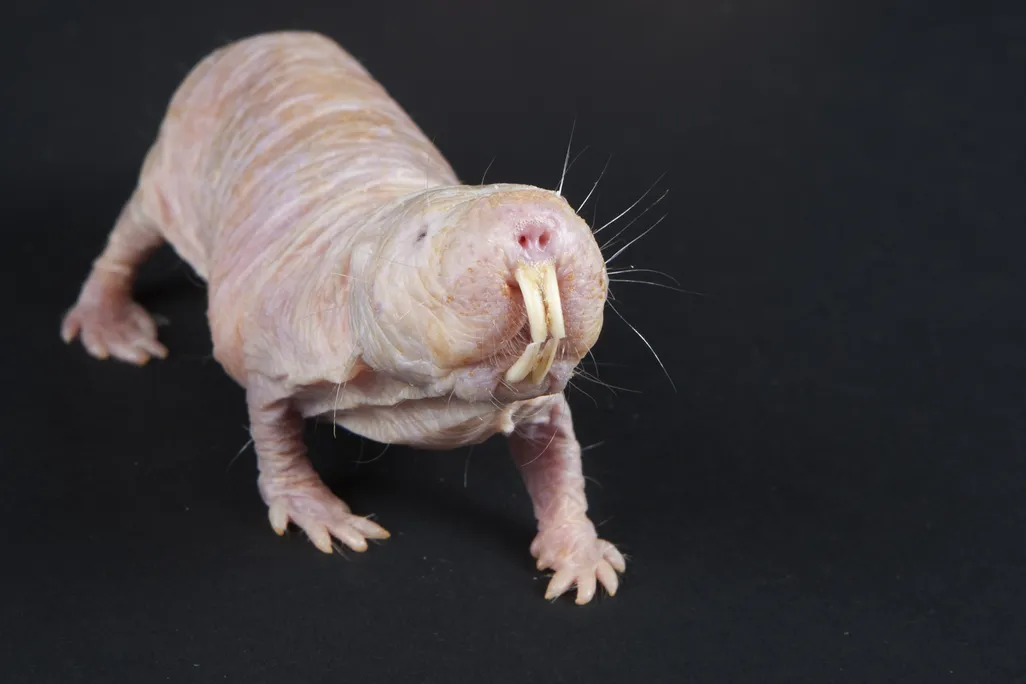Naked mole rat against a black background