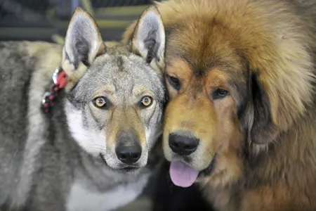 A wolf-dog (left) and a mastiff. 