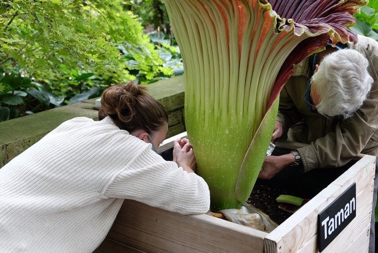 Two people taking samples from a large plant