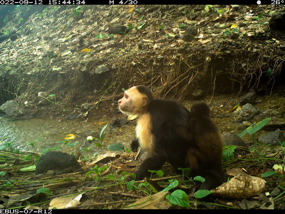 Capuchin monkeys have been monkey-napping baby howler monkeys