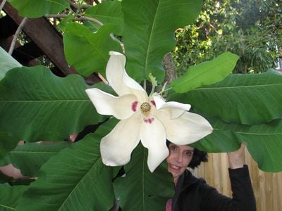 Magnolia_macrophylla_AliceTangerini.jpg