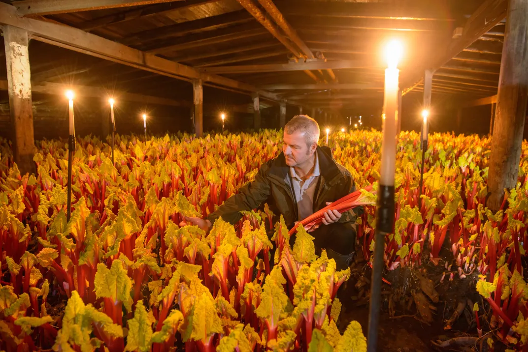 Harvesting rhubarb by candlelight