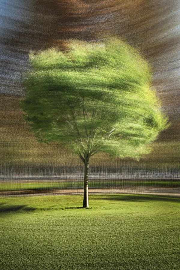 Vue d’un orme à Paris près des Champs Elysées en multi exposition. thumbnail