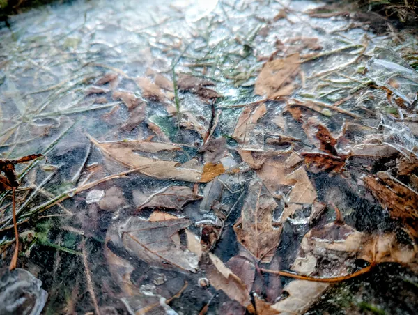 Frozen Leaves thumbnail
