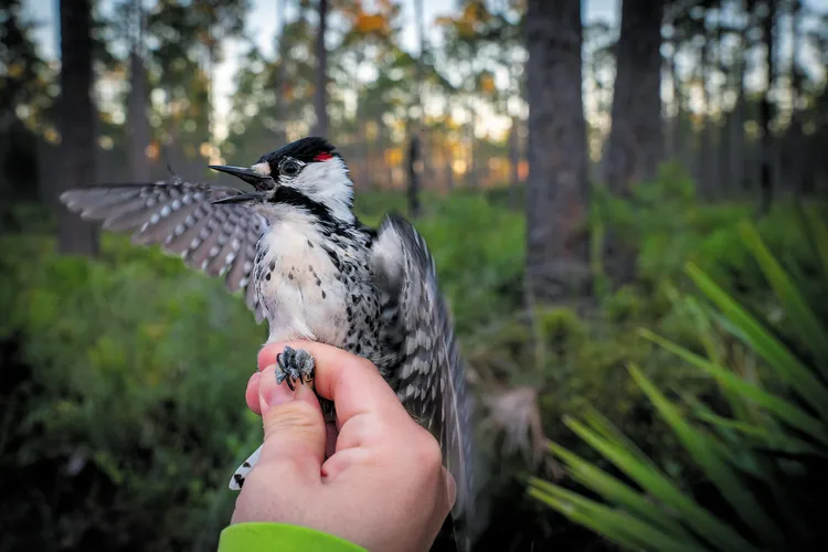 Researchers hold a male red-cockaded woodpecker