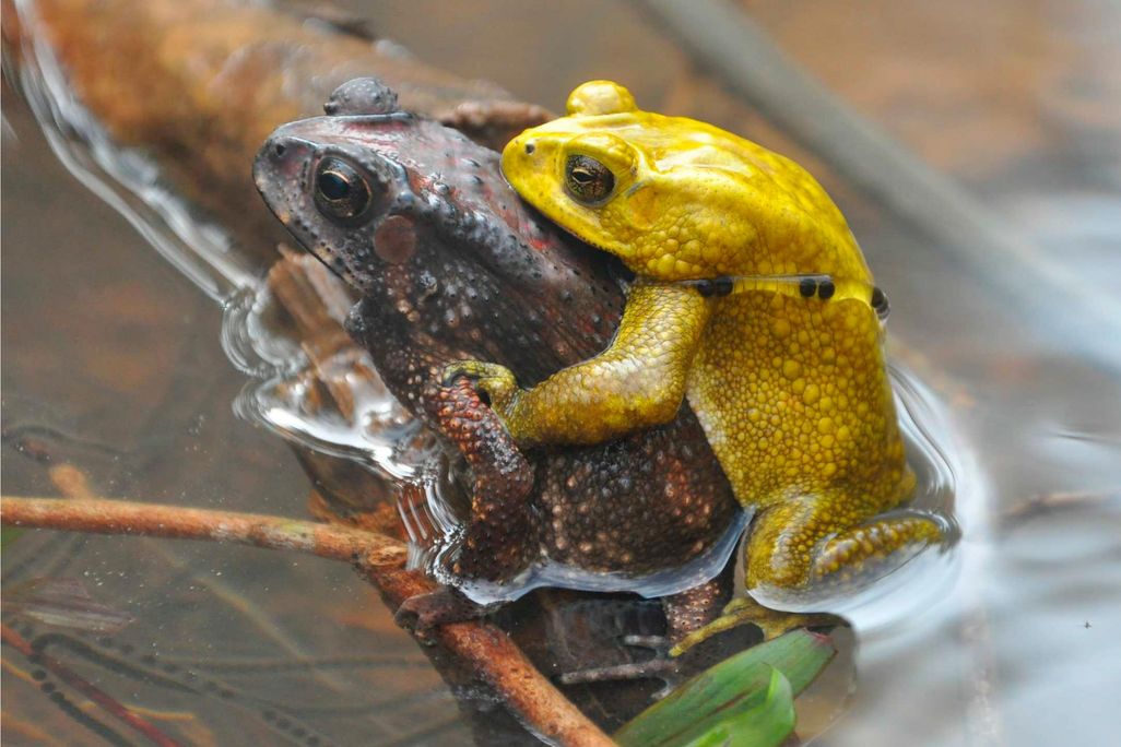 Yellow frog mounting a brown frog