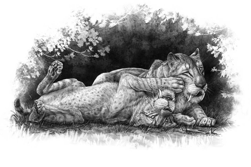 Young Sabercats 