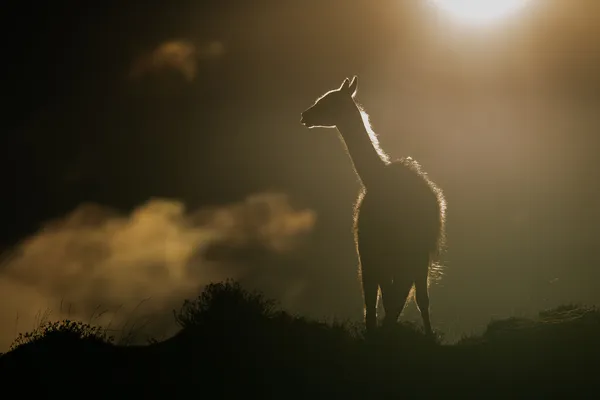 Guanaco backlit thumbnail