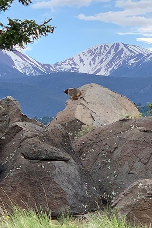 Yellowbellied Marmot taking in the sun in the Highland Mountains, Whitehall, MT thumbnail