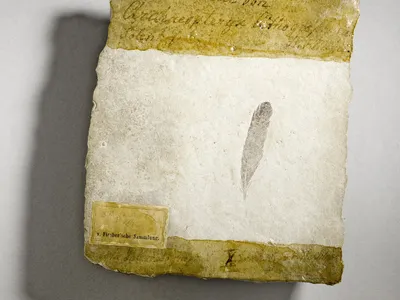 A fossilized feather first unearthed in 1861 in Germany. New research suggests the feather came from the bird-like dinosaur Archaeopteryx.