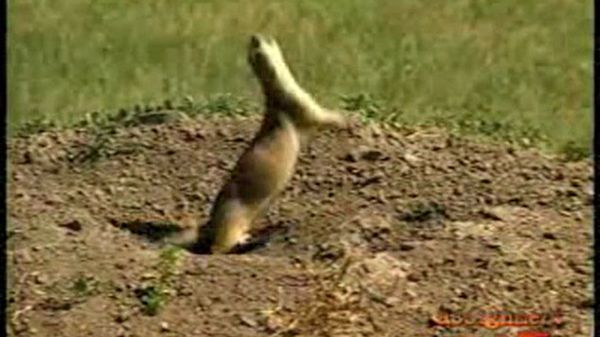 Preview thumbnail for The Battle Over Prairie Dogs