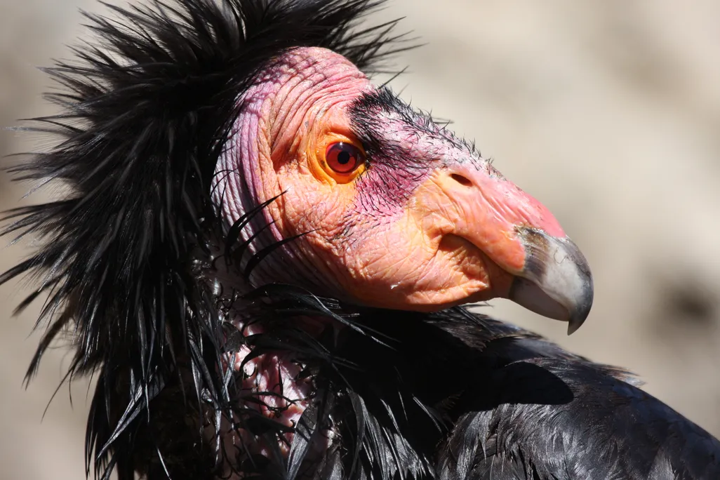 Condor
