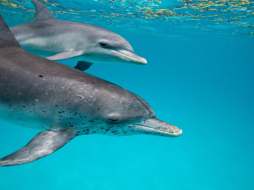 Spotted Dolphins