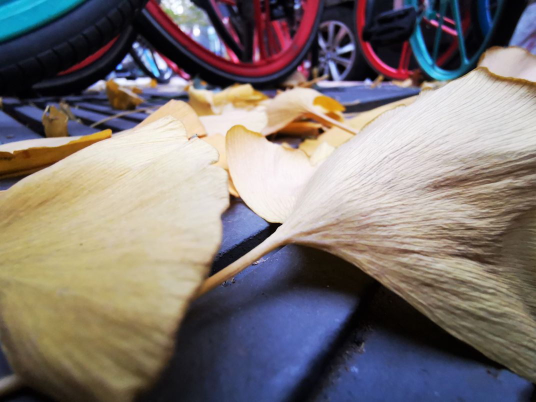 Ginkgo leaves and bike wheels | Smithsonian Photo Contest | Smithsonian ...