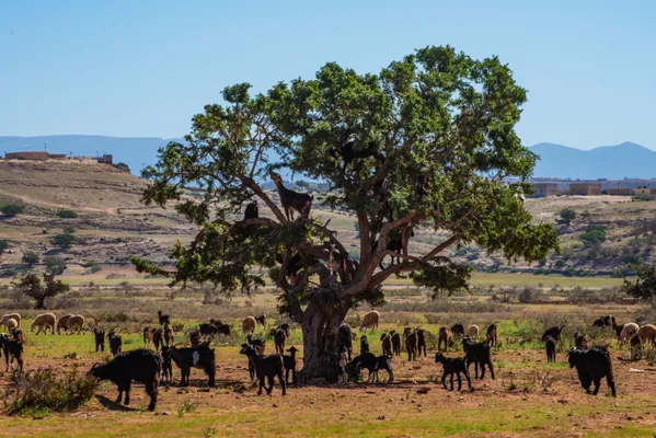 Goats Feasting on Argan Trees thumbnail