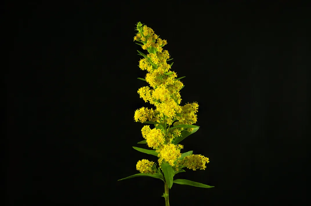 The goldenrod plant is a popular stop for bees of many kinds, including bicolored striped sweat bees.