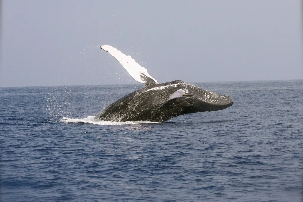 Humpback whale breaching out of the water