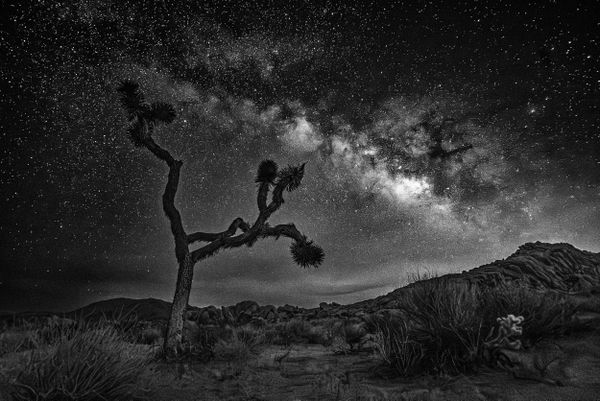 Joshua Tree National Park under a night sky. thumbnail
