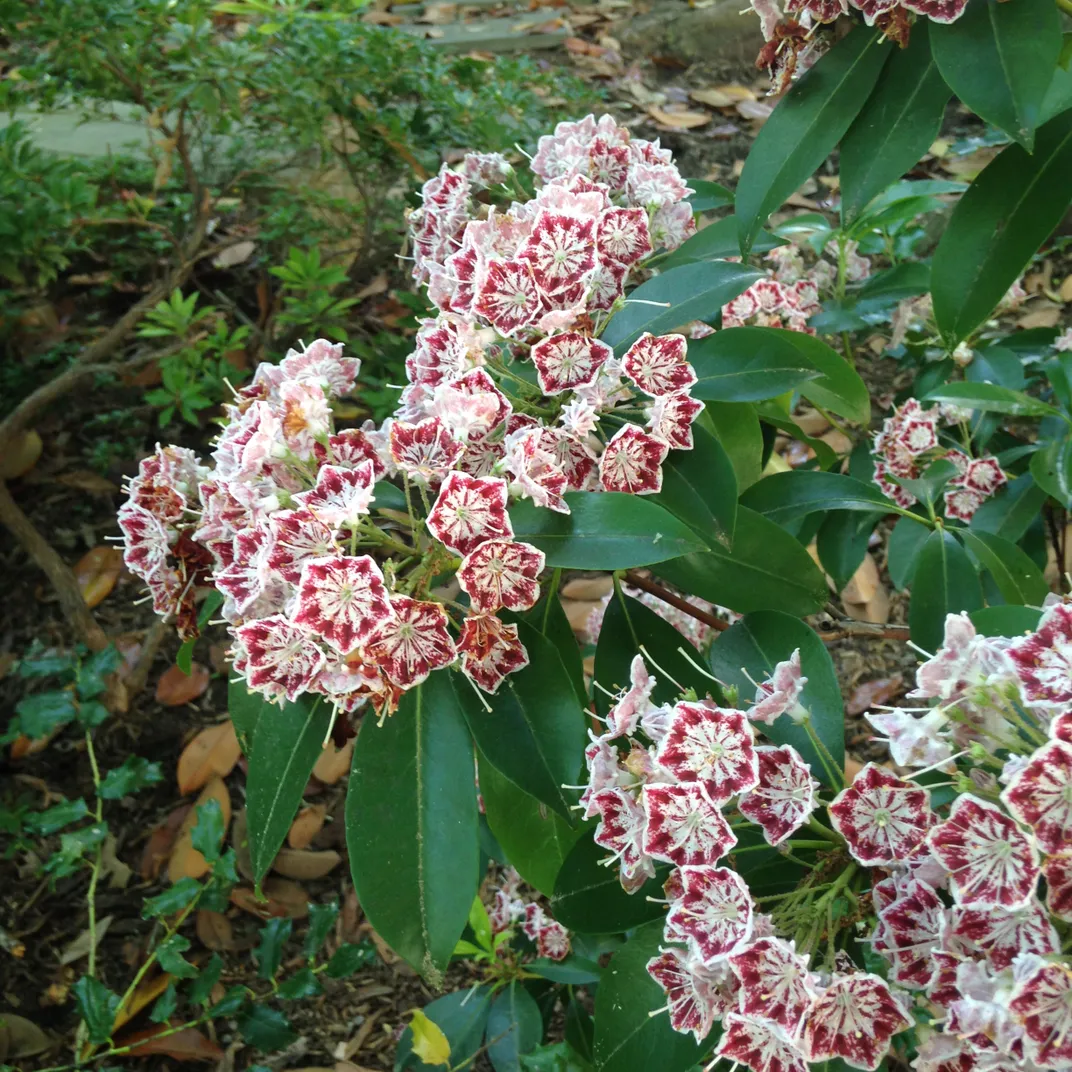 Mountain laurel