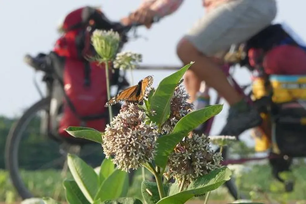 biking with butterflies-mobile.jpg