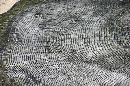 Tree rings are easiest to see in trees that grew in temperate places, because the temperature changes at different times of the year.