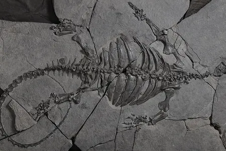 A photograph of the fossil turtle Eorhynchochelys sinensis, which lived about 228 million years ago and sported a beak but no shell.
