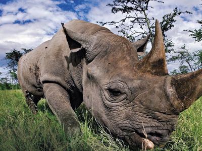 Black rhino in Kenya