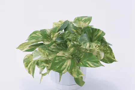 The Neo P1 starts at $179, roughly five to ten times the price of a normal pothos plant.