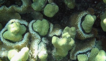 These Supercorals Are Causing Problems