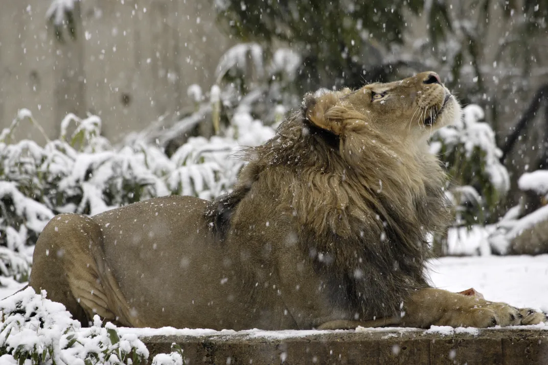 Lion laying on a snowy ground with flurries falling and his head raised towards the sky