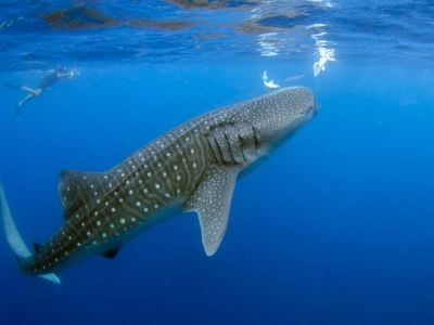 Whale sharks are the largest fish on Earth.