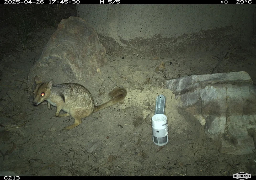 a small wallaby in a rocky area at night