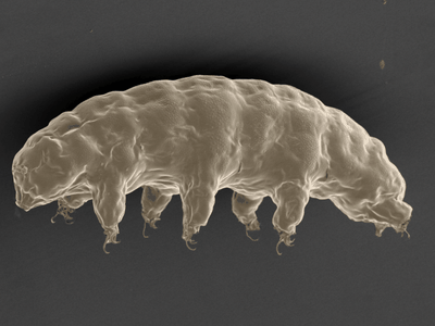Ramazzottius varieornatus, the tardigrade examined in the study