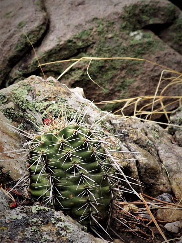 cacti and rocks thumbnail