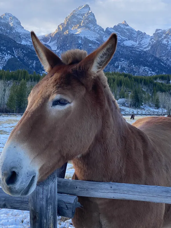 Friendly Mule while driving through the Tetons at sunset thumbnail