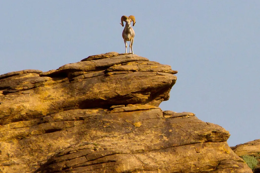 Argali