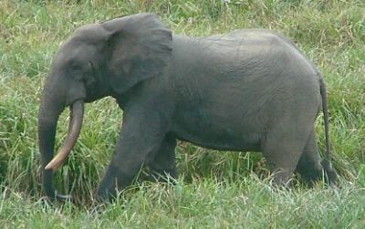 A bull male forest elephant in Gabon. A new study published in the PLOS ONE shows that African forest elephants are being poached into extinction.