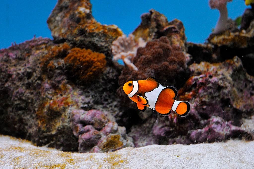 Clownfish_@_Sofia_Zoo.jpg