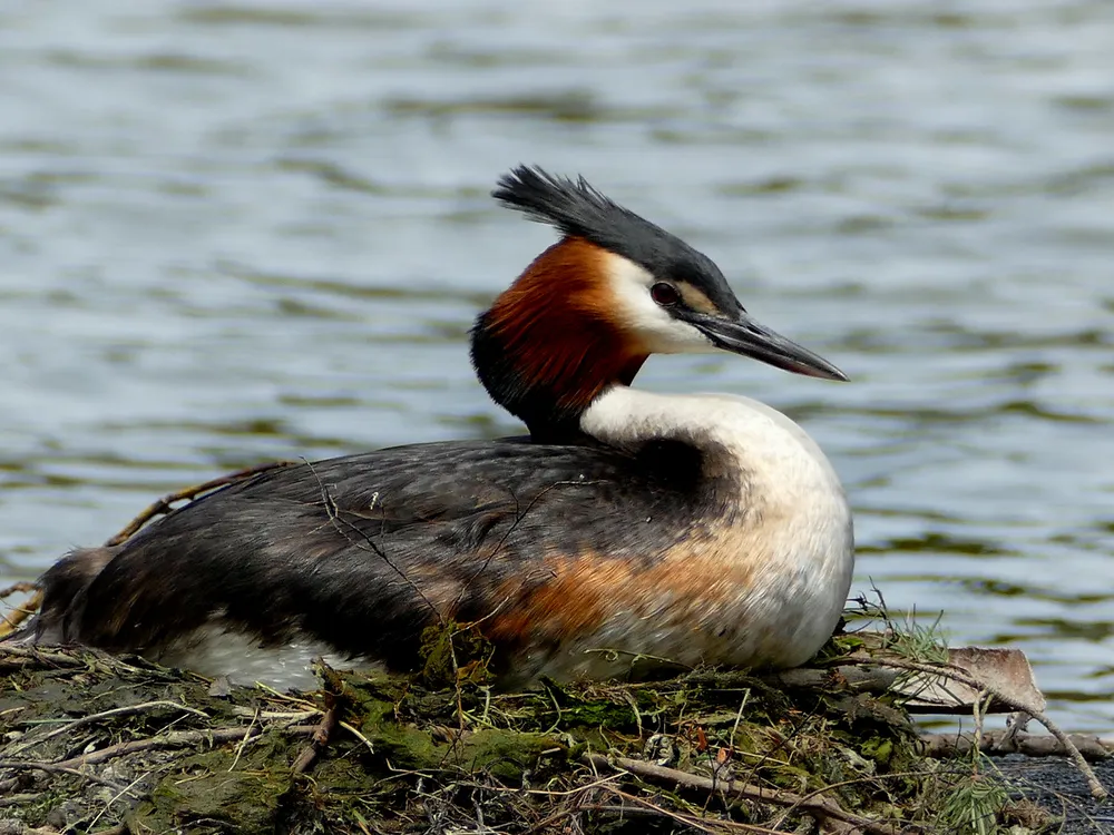 bird with orange-brown cheeks and black crest sits surrounded by water